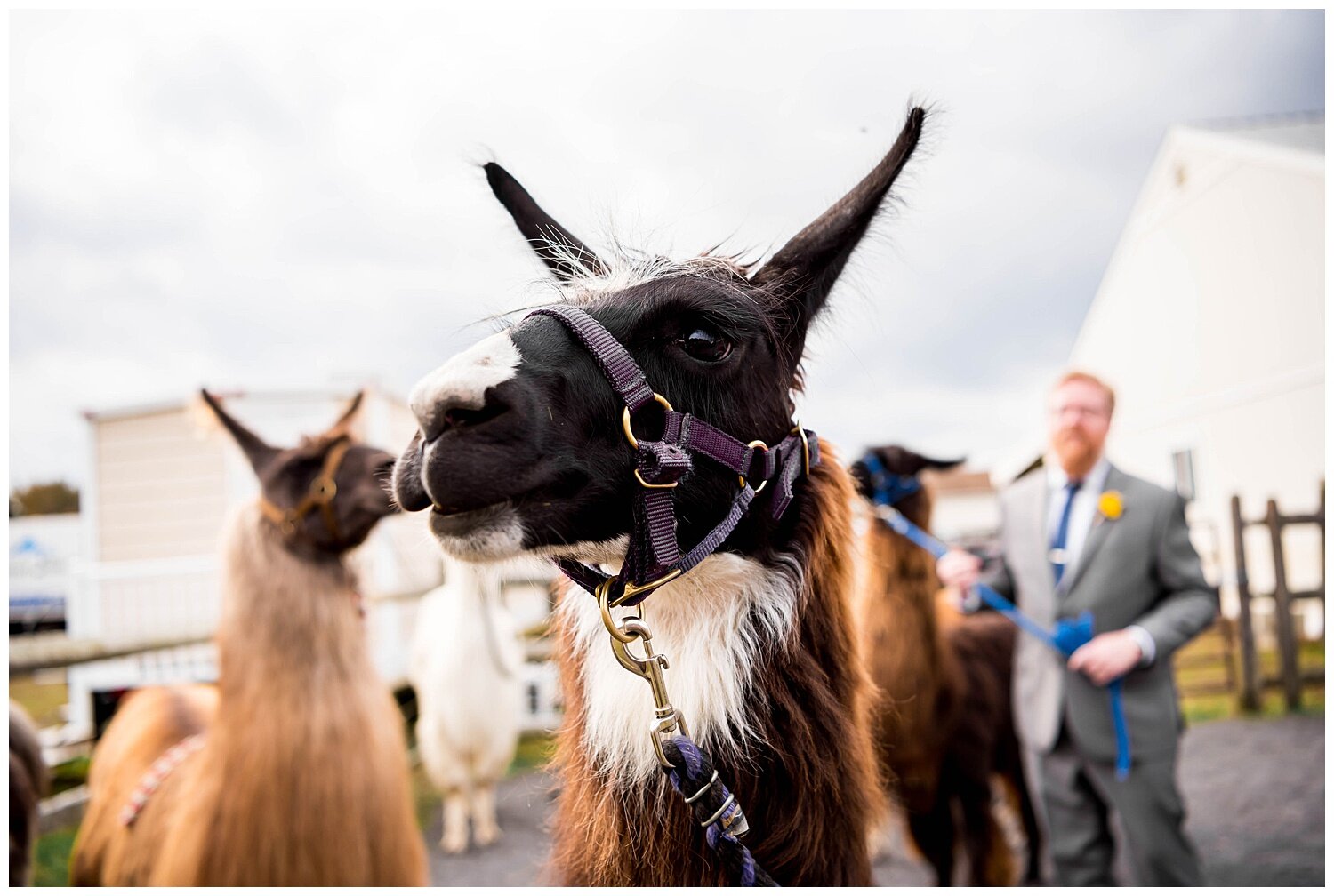 LlamaFarmWedding_1182.jpg